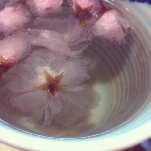 日本盐渍樱花茶