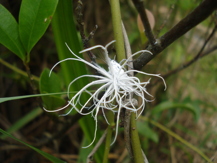  p>茶树白蛾蜡蝉, a href="#" data-lemmaid="30467">昆虫 /a>名,为同