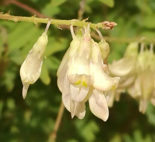 多序岩黄耆(原变种)