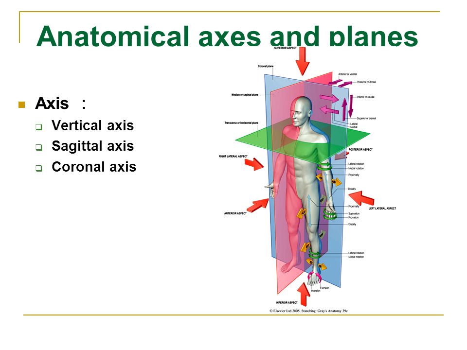  p>冠状轴(额状轴)呈左右方向平行于地面,与矢状面互相垂直的轴. /p>