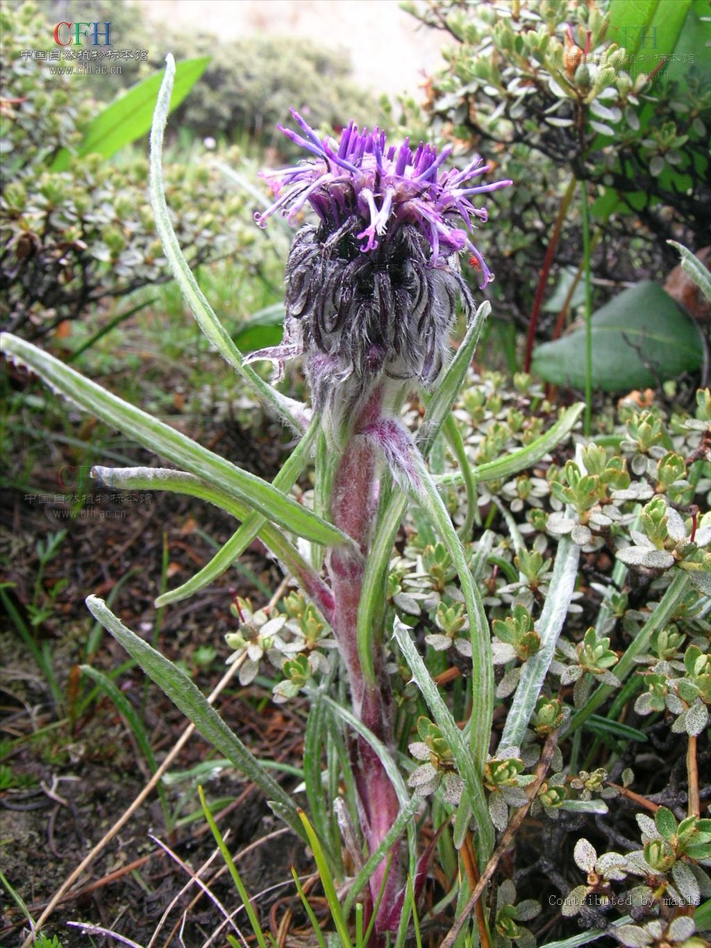 是菊科风毛菊属草本植物;茎无翼,稀有翼,疏被柔毛及金黄色腺点;基生