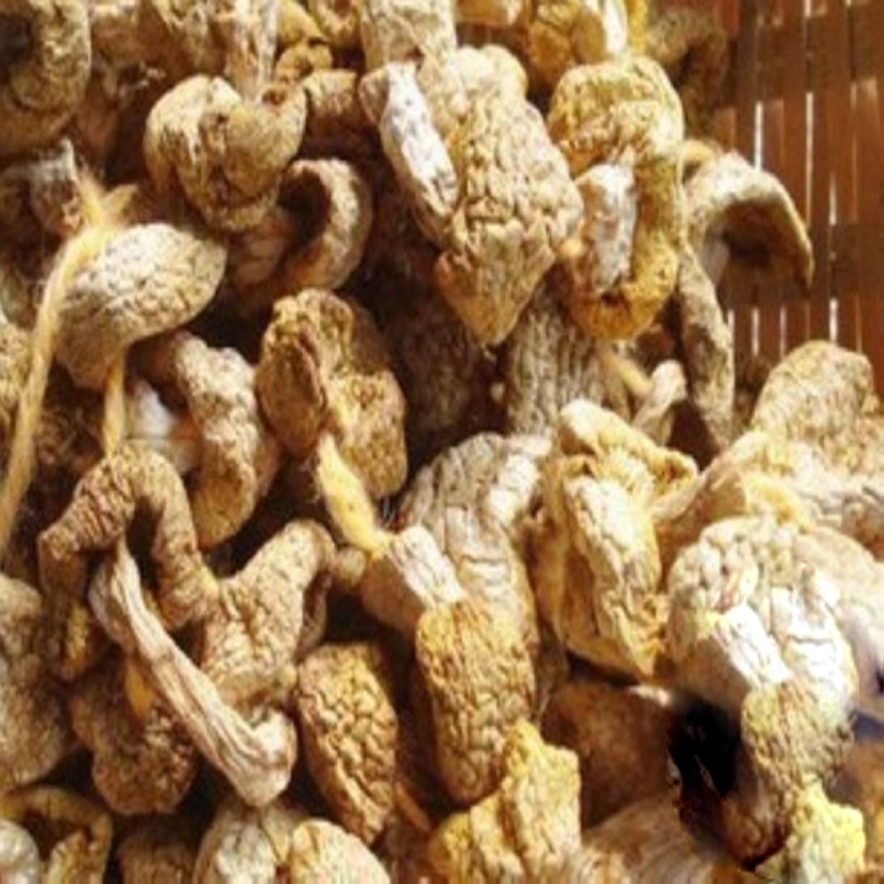  p>基本信息 /p> p>中文名称:  黄菇 /p> p>拉丁学名:  russula lutea