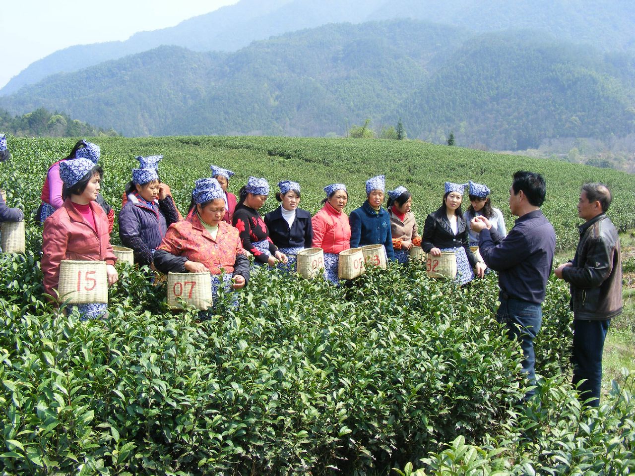  p>靖安白茶, a target="_blank" href="/item/江西省">江西省 /a> a