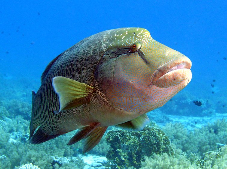  p>波纹唇鱼(学名: i>cheilinus undulatus /i>):体延长而呈长卵圆形