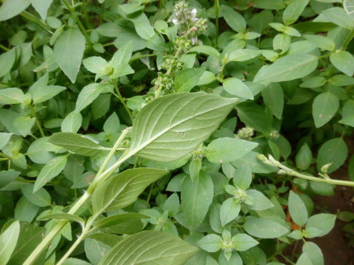  p>疏柔毛罗勒(学名: i>ocimum basilicum /i> var.