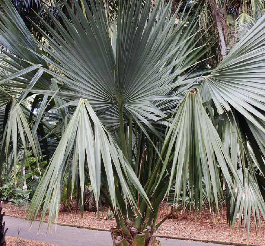 是棕榈科菜棕属植物.