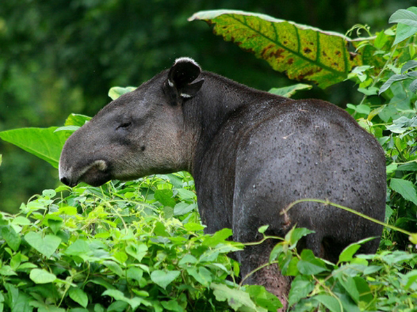  p>国兽( b>national animals /b>):与 a href