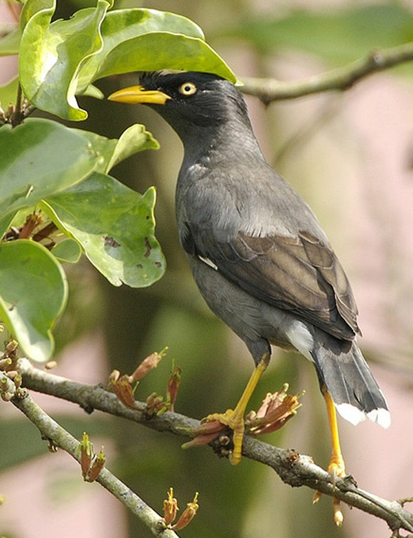  p>林八哥(学名: i>acridotheres grandis /i>)