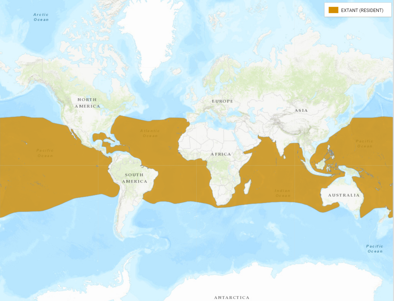 thunnus albacora