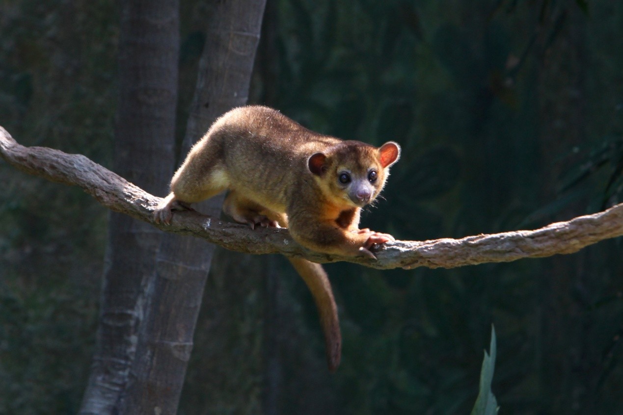 callithrix flaviceps