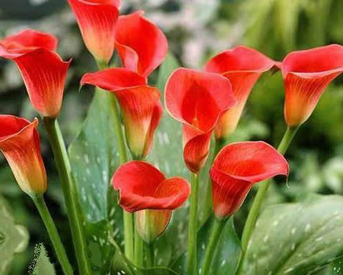  p>红花马蹄莲(学名: i>zantedeschia /i>  i>rehmannii /i> engl)