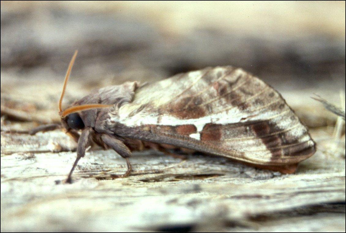 a>(lepidoptera), a target="_blank" href="/item/蝙蝠蛾科/6244289"