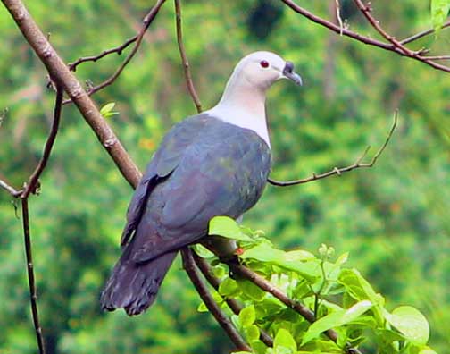 pacific imperial pigeon