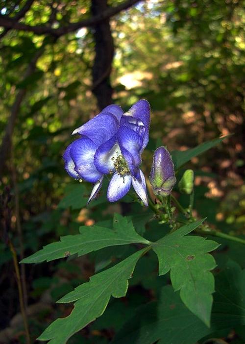aconitum raddeanum regel