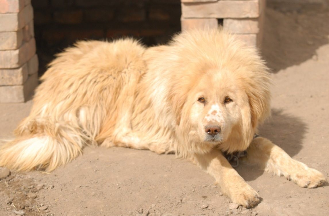  p>狮头藏獒,犬科犬属的动物,藏獒的一种,毛长,灵活,性烈,善斗,体形