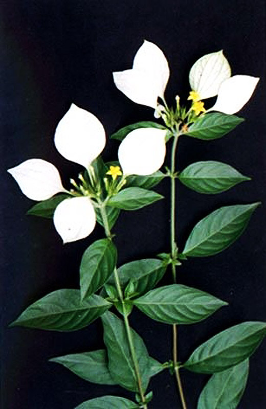  p data-id="go05e8w3jc">甘藤又叫甜藤(《嘉》),感藤.