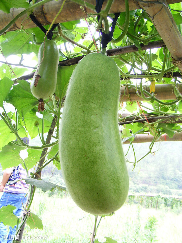  p data-id="gnb5my0r7q">冬瓜品种, a target="_blank" href="/item