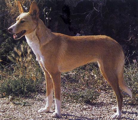 葡萄牙波登可犬