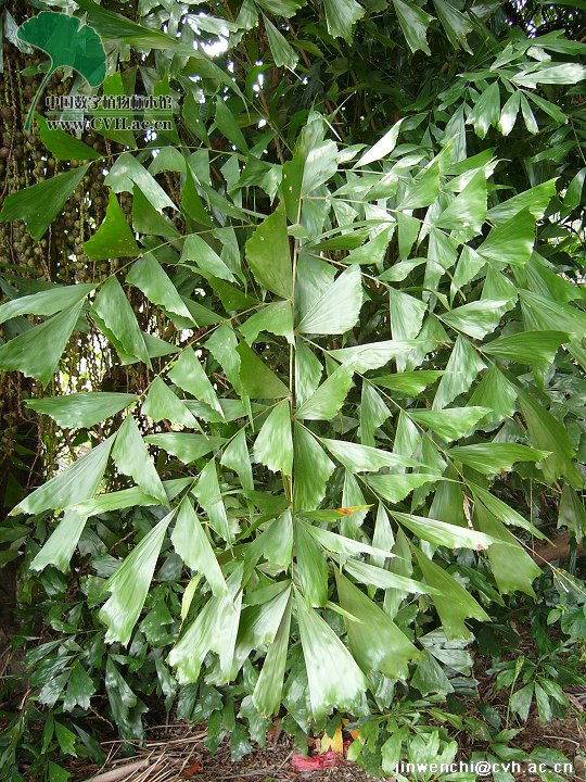  i>caryota mitis /i> lour),花卉苗木市场也称鱼尾葵,又称丛生鱼尾葵