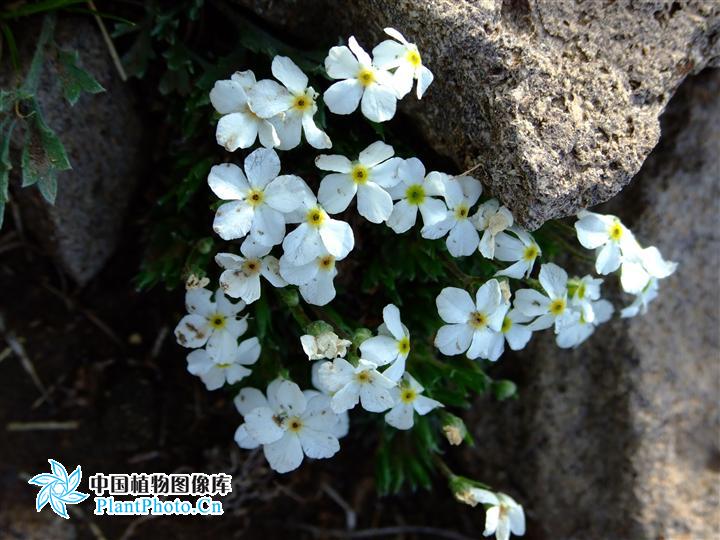 点地梅属,为 a target="_blank" href="/item/双子叶植物纲/229183"
