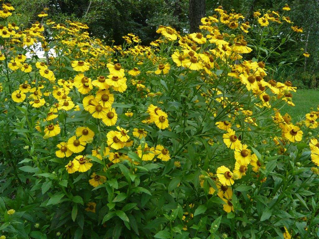  p>堆心菊(学名: i>helenium autumnale /i> linn.