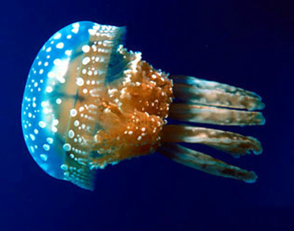 包括刺丝胞动物,钵水母纲,十字水母纲,立方水母纲动物