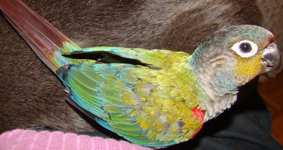 绯红腹锥尾鹦鹉