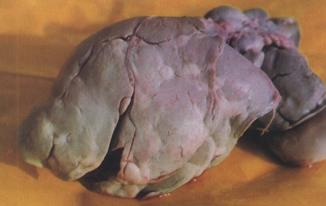  p>肝片吸虫病也叫肝蛭病,掉水腮,是由肝片吸虫寄生在肝管内,导致羊