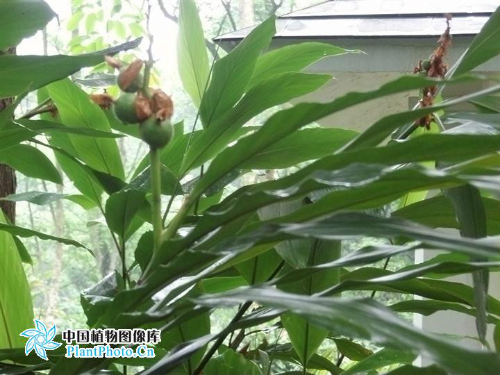  p>海南山姜( a target="_blank" href="/item/学名/8074290" data