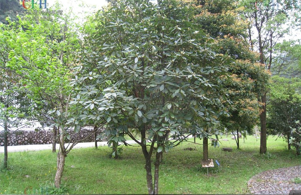 大屿八角
