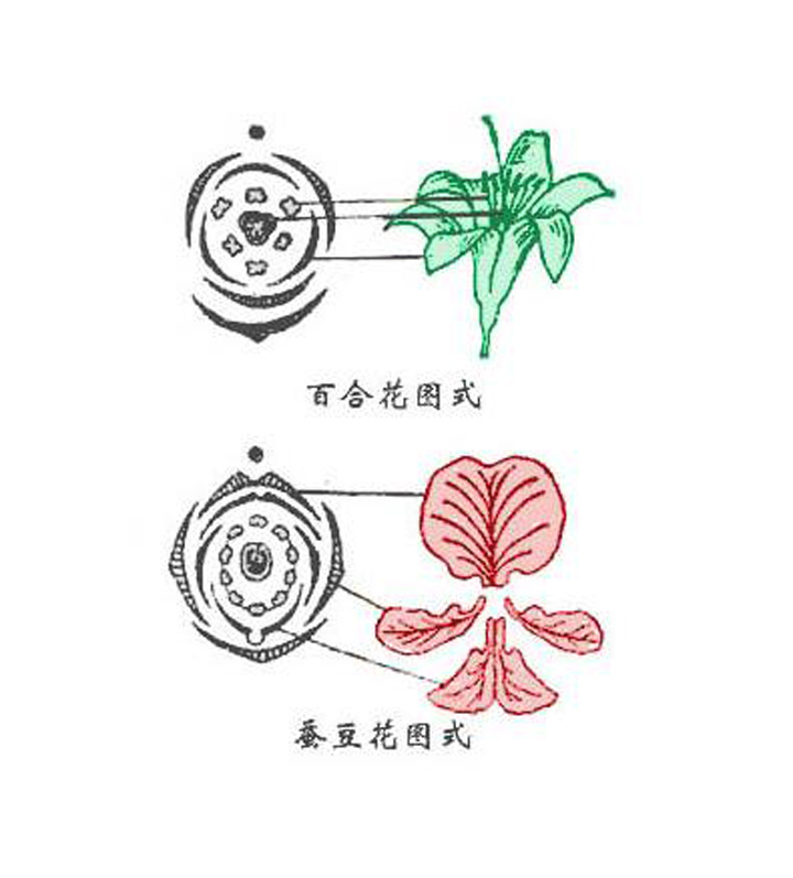 diagram) 是以花的横切面投影为依据,采用特定的图形来表示花各部分的