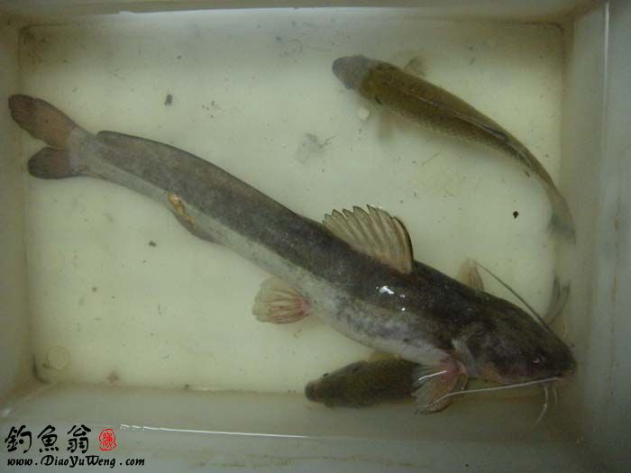  p>丝尾鲤,又称白须公鱼,马来西亚称baung.