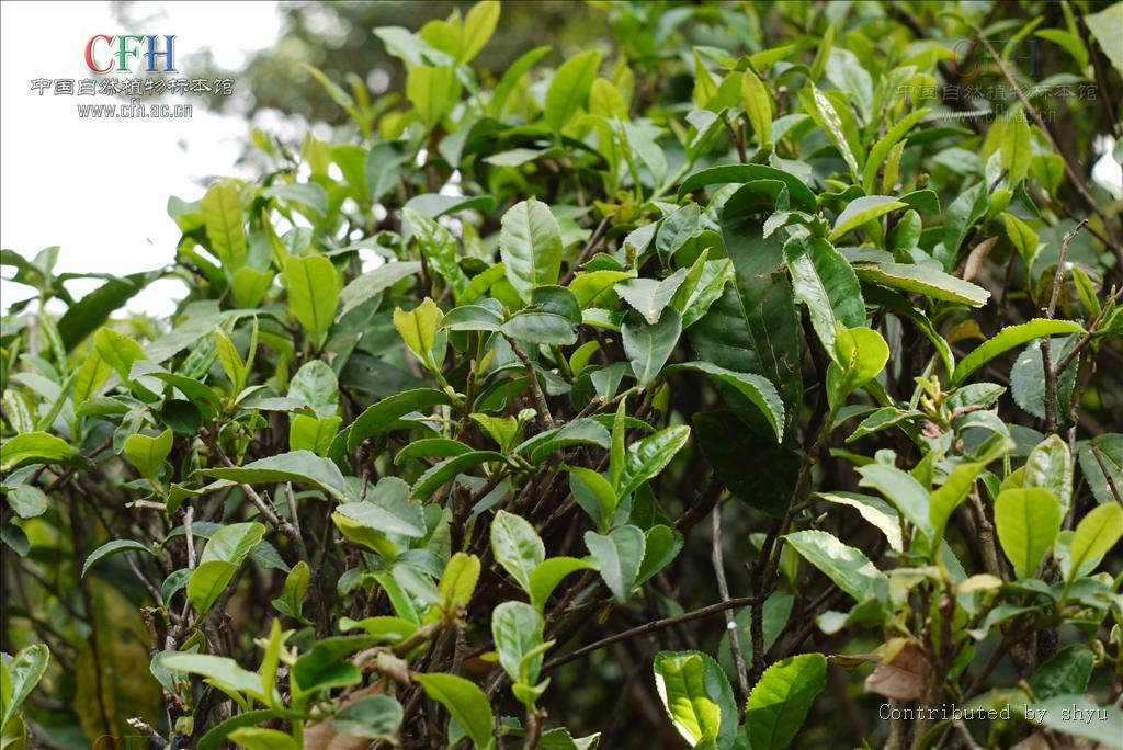 茶树