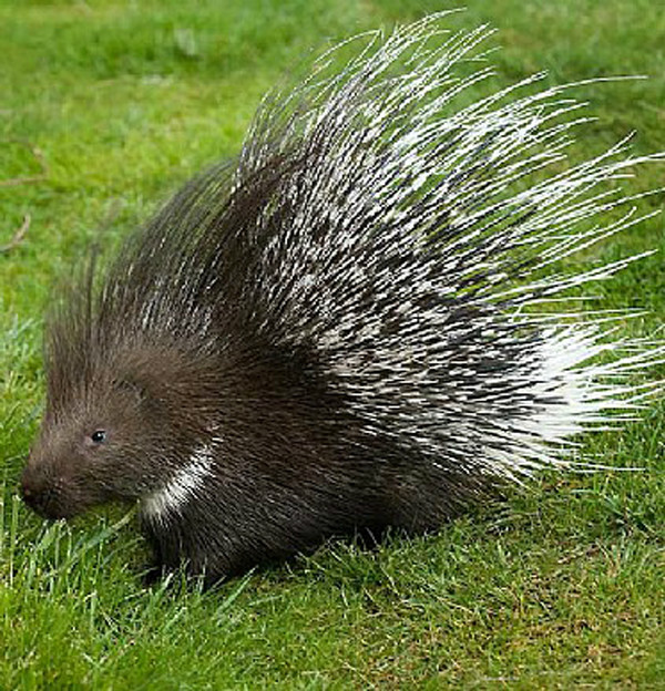 啮齿目 /a> a target="_blank" href="/item/豪猪科">豪猪科 /a>的1属