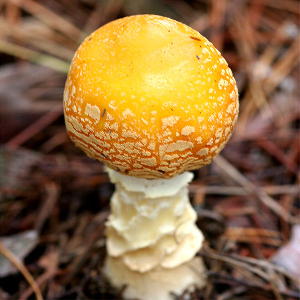  p>毒蝇伞(学名:amanita muscaria),又称毒蝇鹅膏菌,蛤蟆菌·毒蝇蕈