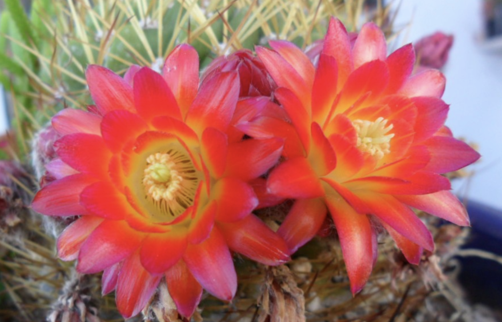 lobivia hermanniana
