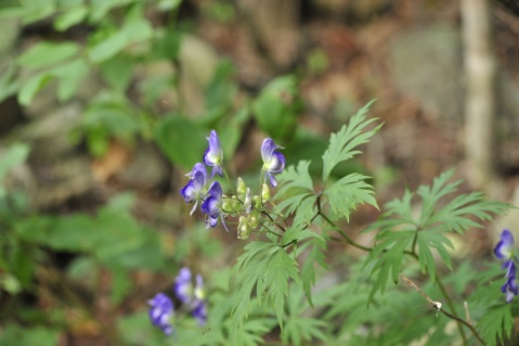  p>宁武乌头,是 a target="_blank" href="/item/毛茛科/2374841"