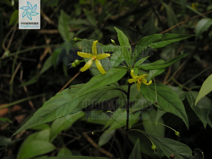  p>长柄过路黄(lysimachia esquirolii bonati),茎直立或膝曲直立,高