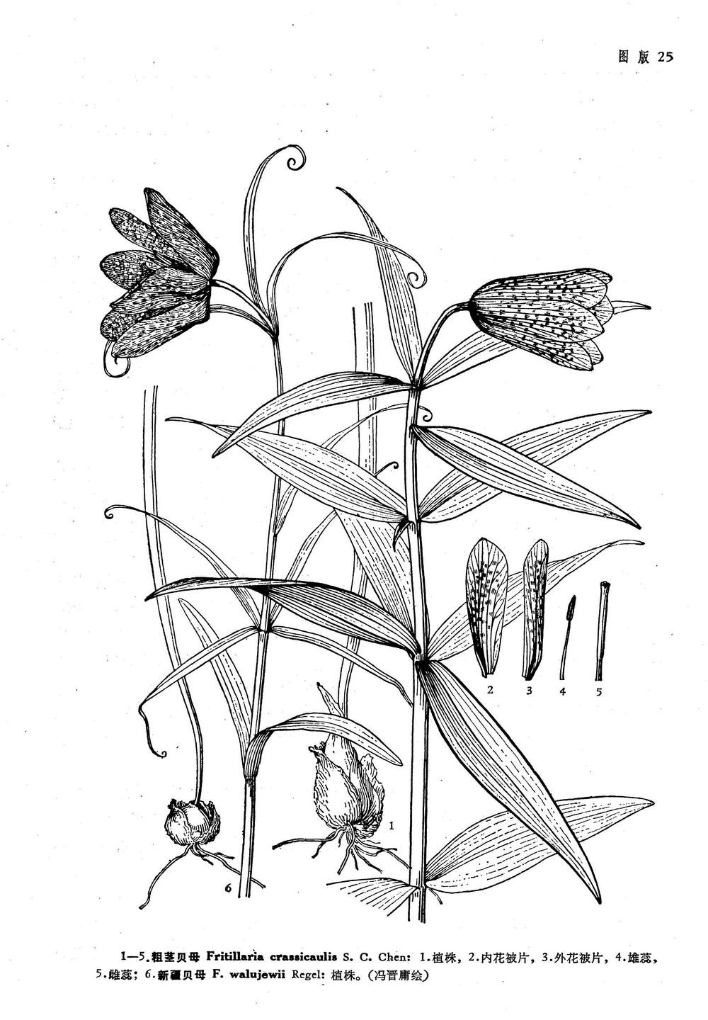 fritillaria walujewii