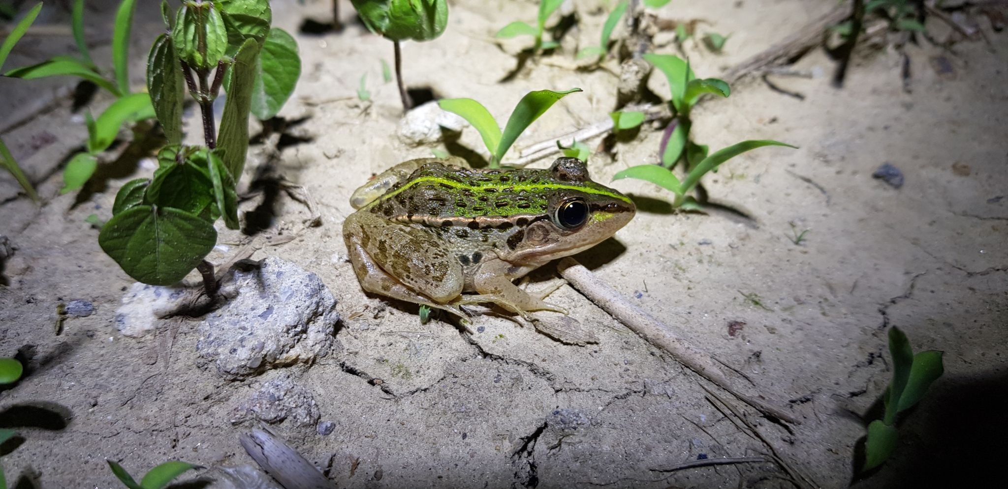  p>黑斑侧褶蛙(学名: i>pelophylax nigromaculatus /i>)是蛙科,侧褶