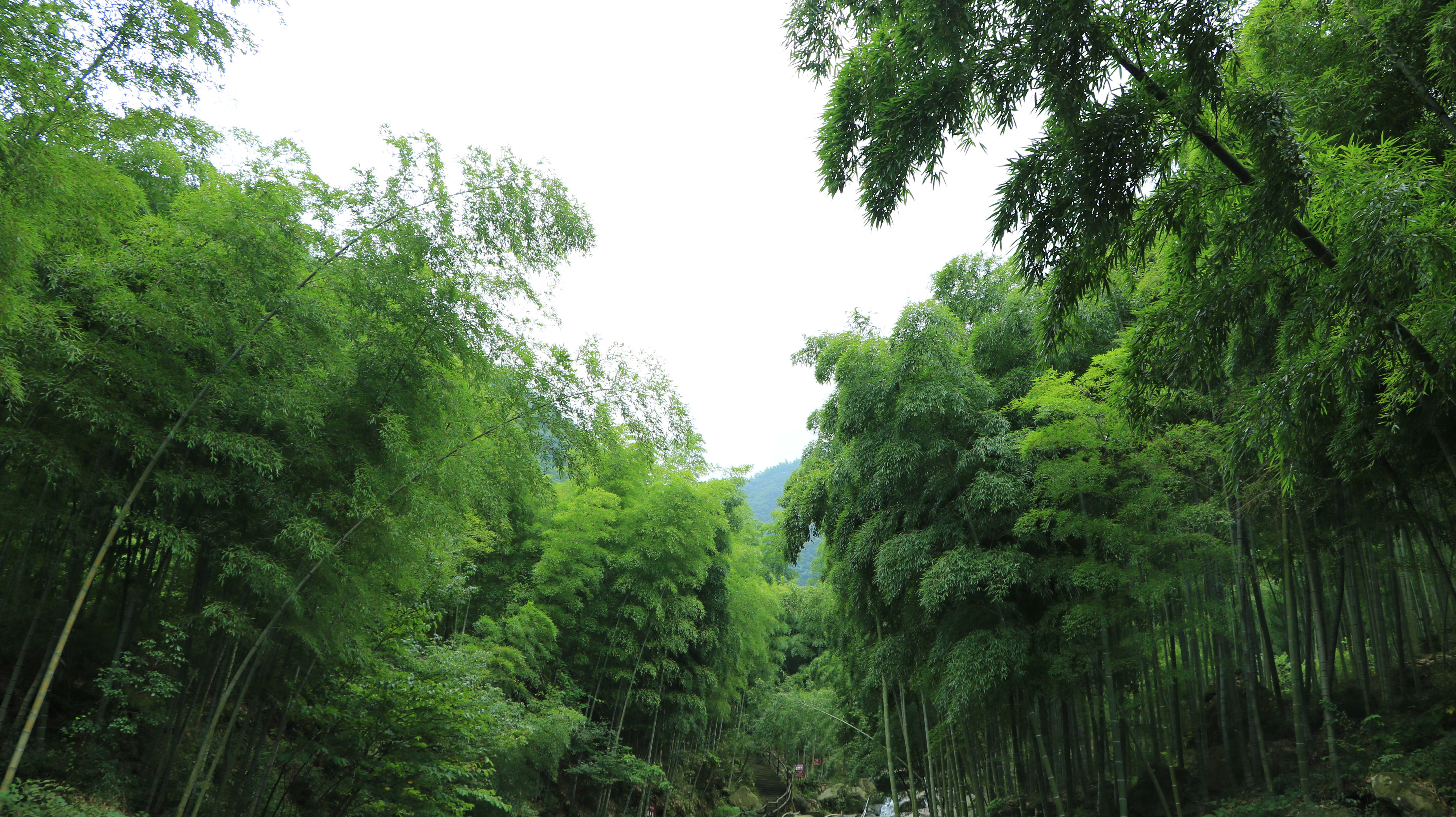  p>云上草原国际山地旅游度假区,位于浙江安吉山川乡,占地约5000亩