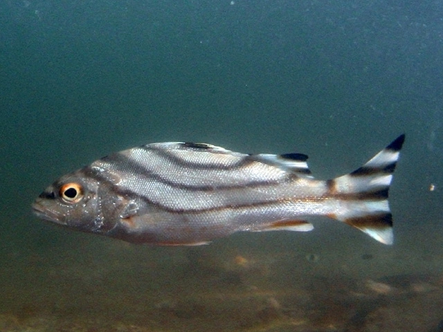  p>细鳞鯻,潮汕俗称斑猪.