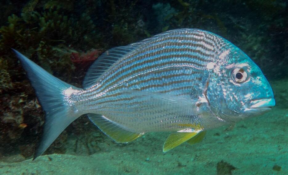  p>平鲷(学名: i>rhabdosargus sarba /i>)是鲷科,平鲷属鱼类.