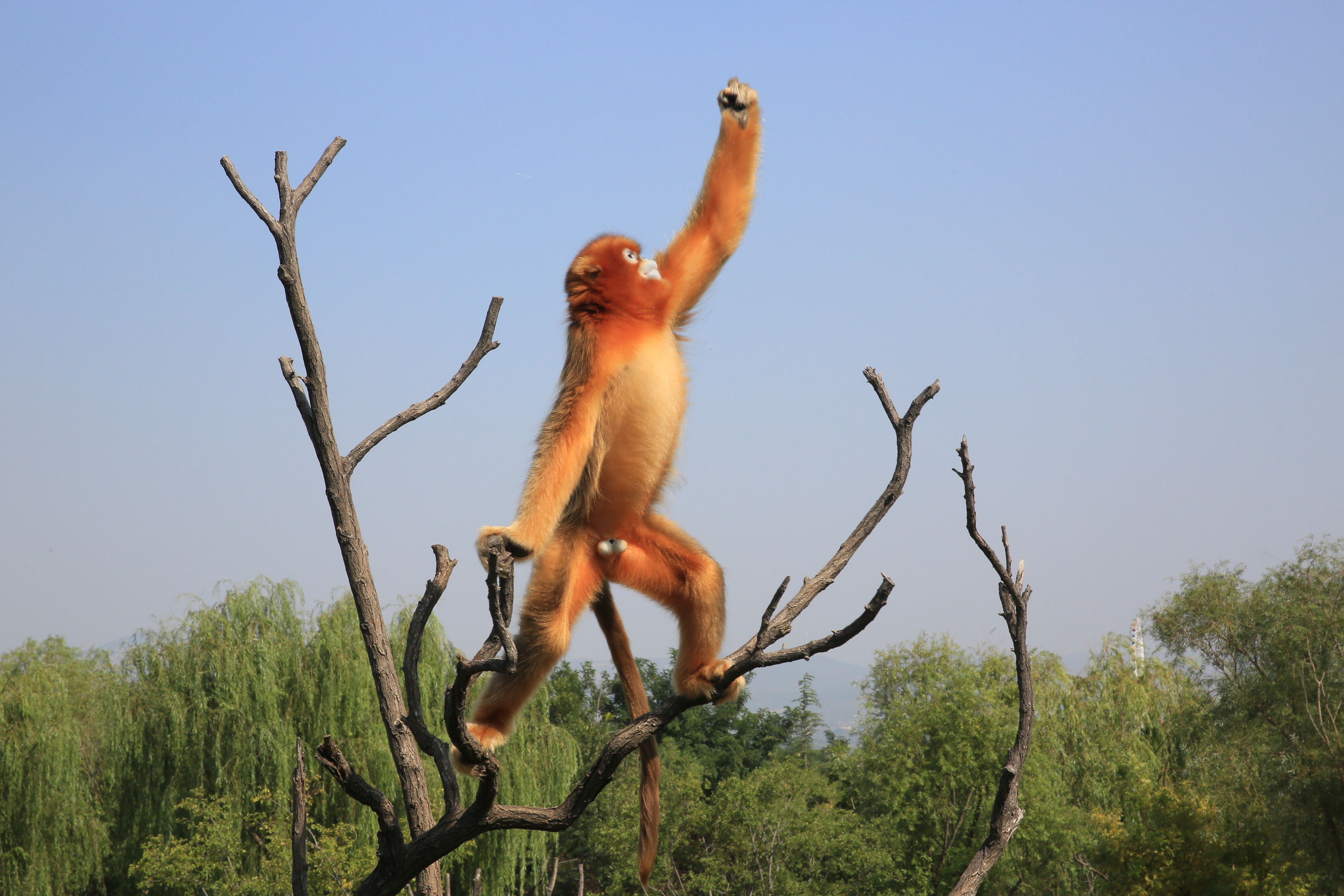 济南野生动物世界(济南野生动物世界怎么样好玩吗)