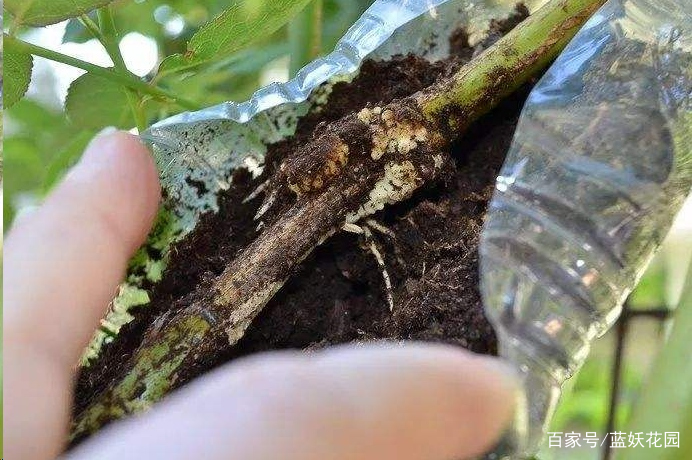 快冬天了，高空压条的月季还可以移栽吗？给您2点小建议！_百科TA说