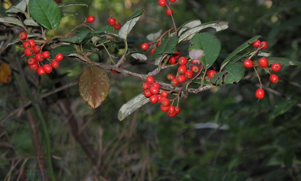 cotoneaster glaucophyllus