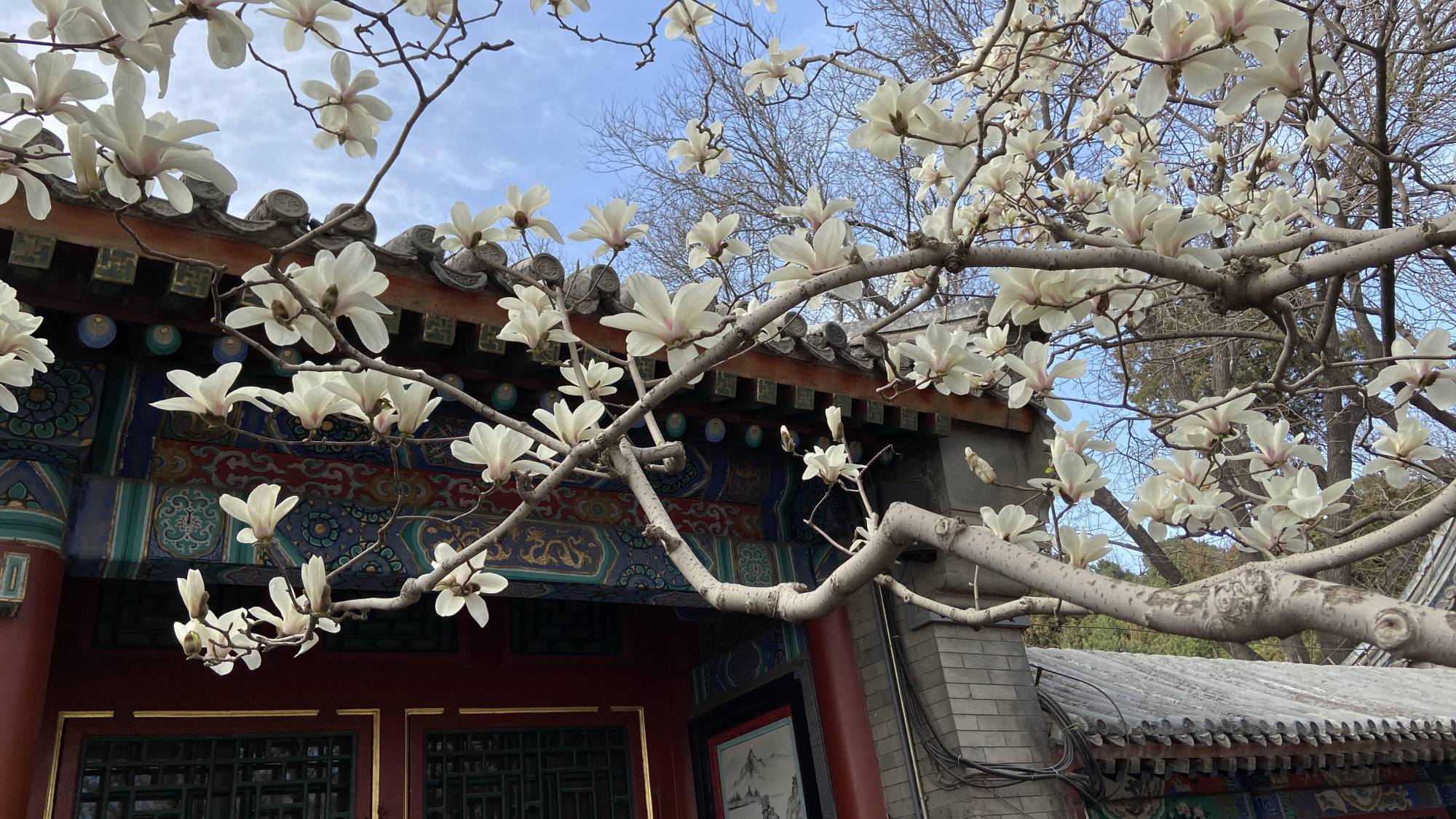 北京这三处玉兰花观赏地，各有特色，景色都非常美丽，很值得一去_百科TA说