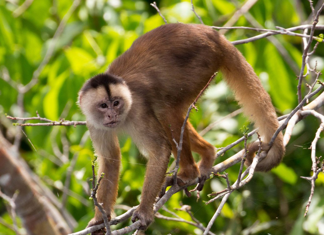 humboldts white-fronted capuchin