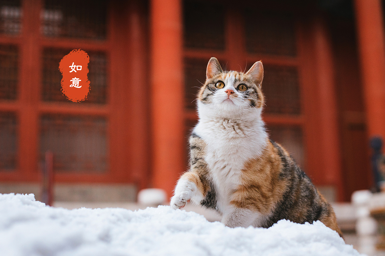 故宫猫