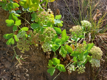 滨海前胡（伞形科前胡属多年生草本植物）_百度百科